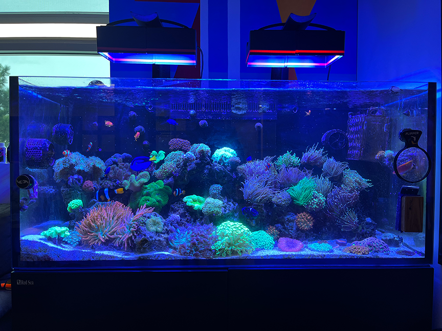 tank maintenance aquarium lobby