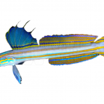 bluelined dartfish coralnerd