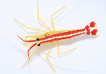 cleaner-shrimp-coralnerd