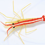 Scarlet Skunk Cleaner Shrimp 1 Scarlet Skunk Cleaner Shrimp