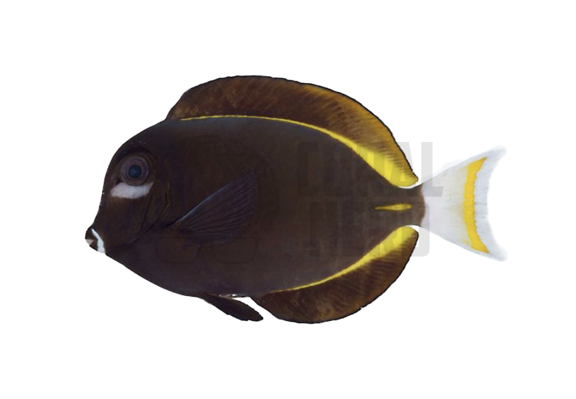 Gold Rim Surgeonfish - Whitecheek Tang
