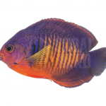 Coral Beauty Angelfish 1 coralnerd coral beauty angelfish