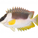 coralnerd magnificent foxface