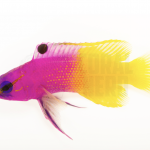 Royal Gramma 2 coralnerd royal gramma