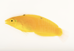 coralnerd-yellow-coris-wrasse