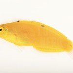 Yellow Coris Wrasse