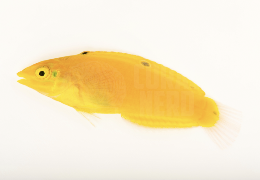 Yellow Coris Wrasse