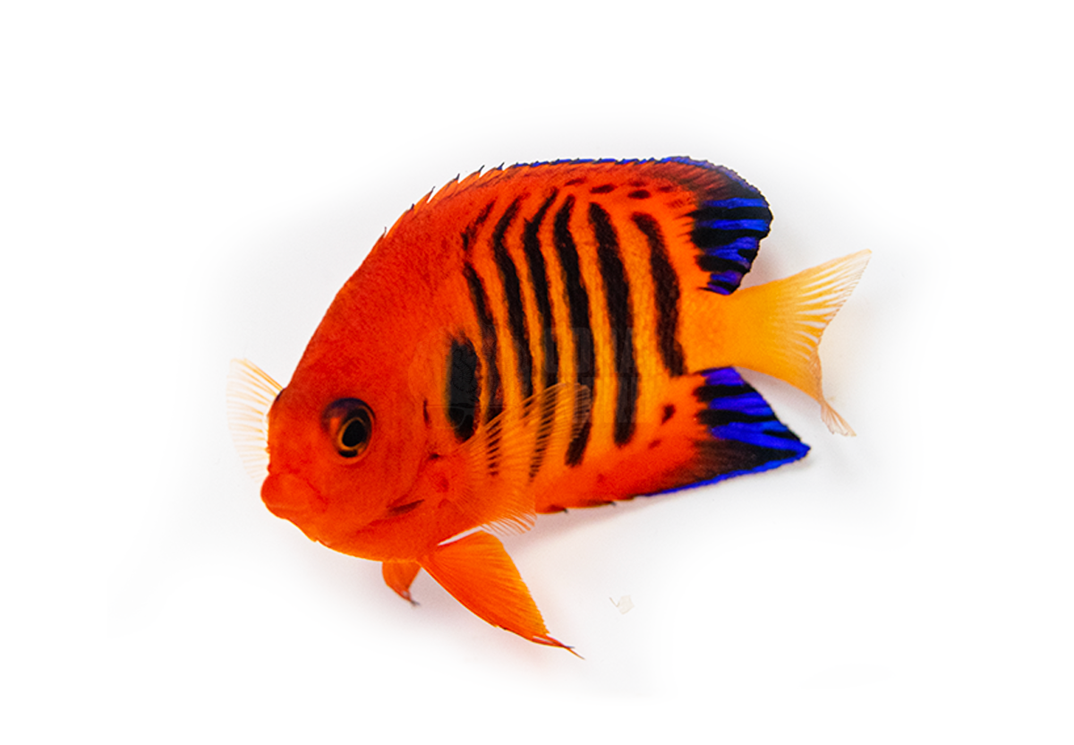 flame-angel-coralnerd flame angelfish coralnerd