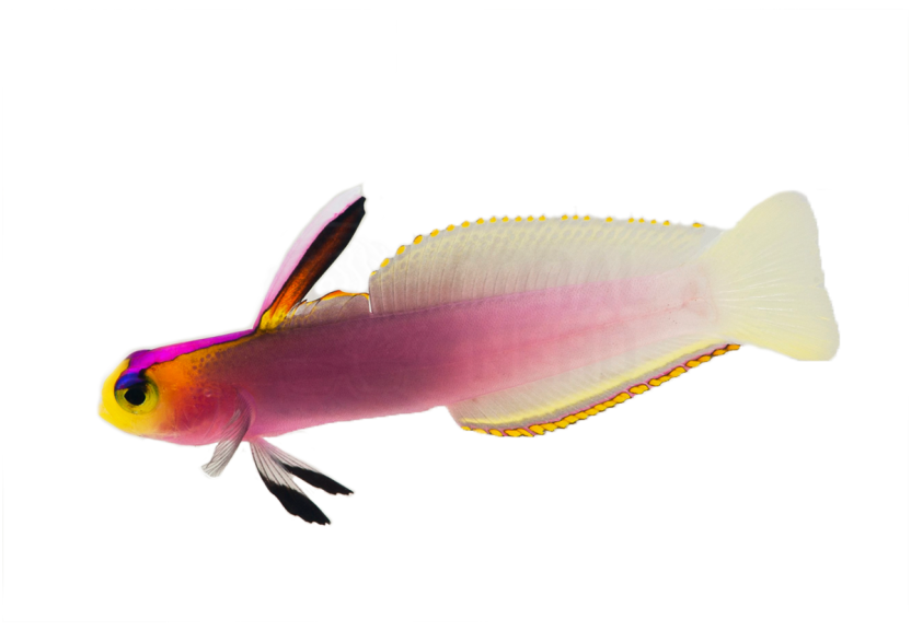 Firefish Helfrichi