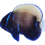 (BA) Majestic Angel Captive-bred 2 majestic angel coralnerd