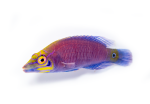 mystery-wrasse-coralnerd