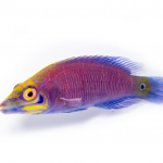 mystery wrasse coralnerd 1