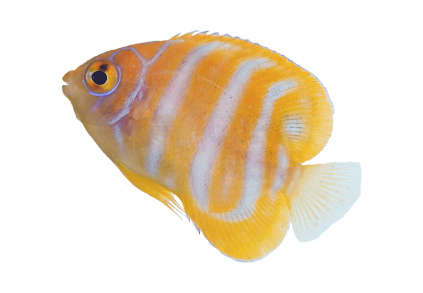 (BA) Red Sea Regal Angel Captive-bred