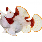 red and white wartskin angler