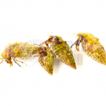 blue leg hermit crab coral nerd