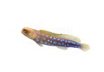 blue-spotted-jawfish-coralnerd
