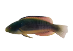 coralnerd-black-fin-wrasse