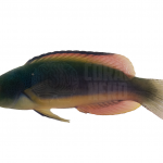 Blackfin Fairy Wrasse 1 coralnerd black fin wrasse