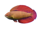 coralnerd-eight-line-fairy-wrasse