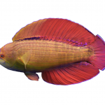 coralnerd eight line fairy wrasse