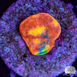 coralnerd flaming bugatti 250