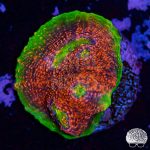 coralnerd hyper watermelon chalice 120