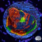 coralnerd jellybean chalice 400