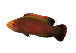 Red Margin Fairy Wrasse 3 coralnerd-red-margine-fariy-wrasse