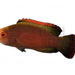 coralnerd red margine fariy wrasse