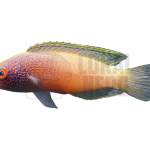 coralnerd rhomboid wrasse