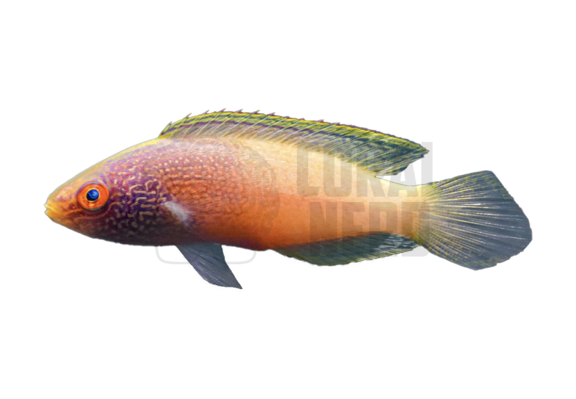 Rhomboid Wrasse