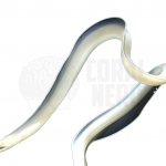 Ghost Eel 1 coralnerd ghost eel