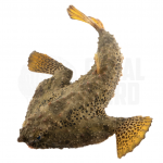 coralnerd walking batfish