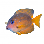 two spot tang coralnerd