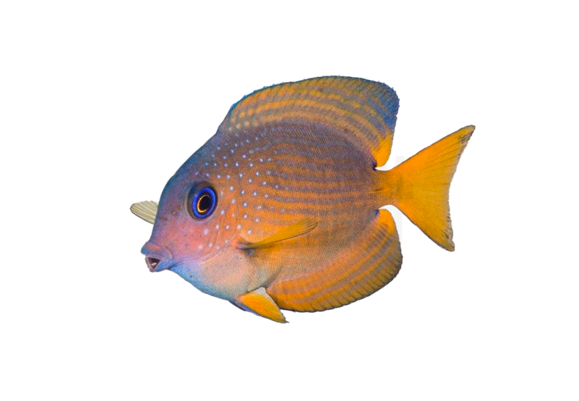 two spot tang coralnerd
