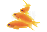 coralnerd-female-lyretail-anthias