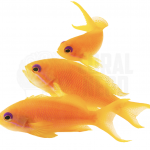 lyretail anthias female coralnerd