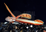coralnerd-flaming-prawn-goby