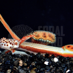 coralnerd flaming prawn goby