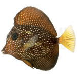 coralnerd gemmatum tang