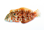 coralnerd-jeweled-leopard-wrasse