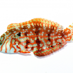 coralnerd jeweled leopard wrasse