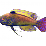 coralnerd lineatus wrasse
