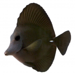 coralnerd longnose black tang