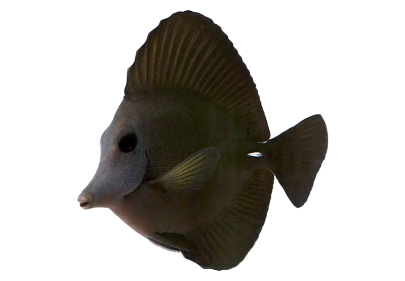 Black Longnose Tang