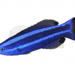 coralnerd red sea cleaner wrasse