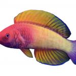 coralnerd red velvet fairy wrasse