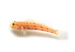 diamond-watchman-goby-coralnerd