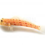 diamond watchman goby coralnerd