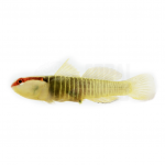 Green Banded Goby 2 green banded goby coralnerd